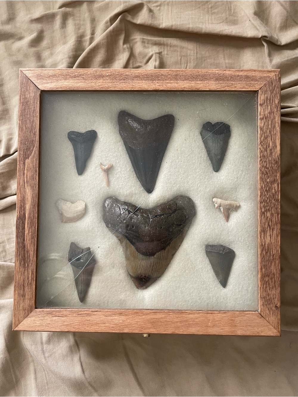 Collection of 9 Rare Megalodon Era Shark Teeth